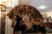 На выставке можно было встретить котов, больше похожих на леопардов.
