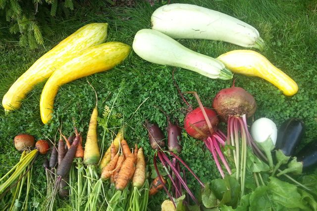 Легкие овощи для огорода список
