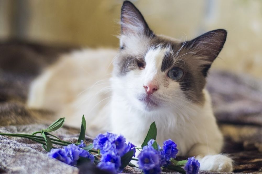 Тимофей. Еще один особенный кот. 6 лет, аккуратный и чистоплотный, лоток знает отлично. Флегматичный любитель тихих домашних вечеров ищет хозяина с похожим характером.