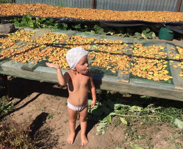 Рекордный урожай яблок собрали на даче семьи Шиловых недалеко от г.Оса Пермского края.
