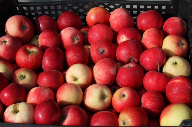 600 кг яблок собрал садовод в этом году.