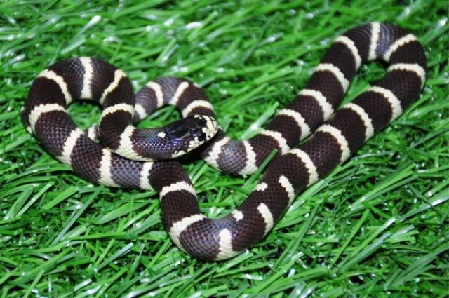 Самый симпатичный змеёныш по итогам голосования - малыш калифорнийской королевской змеи