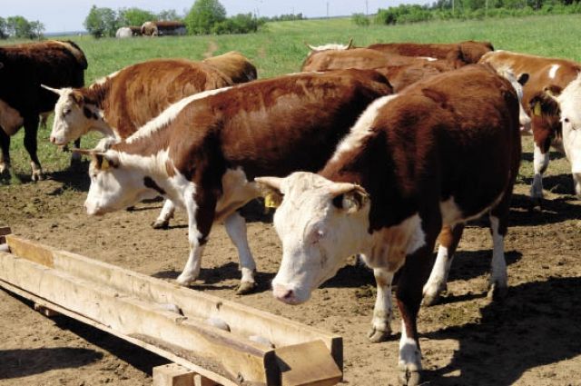 За 25 лет в крае почти в три раза сократилось поголовьк крупного рогатого скота.