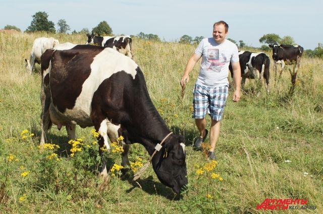 Фермер Степан Козаченко свои коров холит и лелеет.