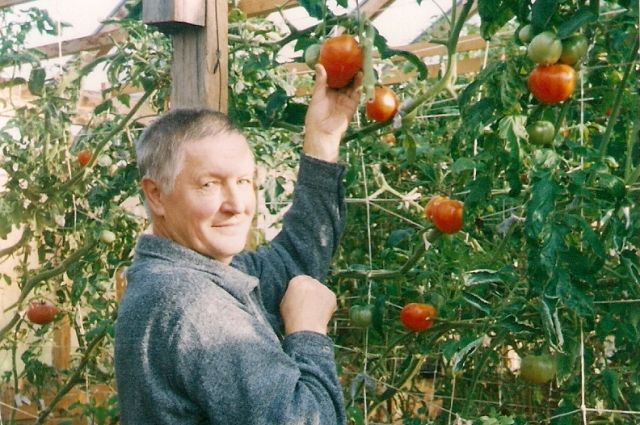 Владимир Колбин за сезон собирает по несколько урожаев огурцов и помидоров