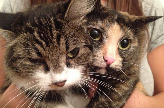 Руся и Майя – две кошки-путешественницы.