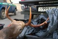 Уголовное дело возбудят против калининградца за перевозку убитых животных.