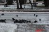 Горожане в холодное время года стараются кормить птиц на улицах.