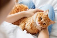 Переносят ли мыши бешенство болезнь кошкам