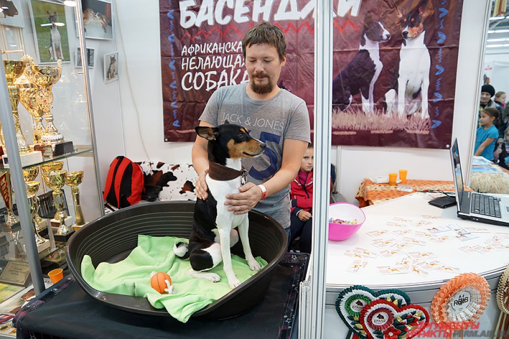 В рамках всероссийской выставки пройдут монопородные выставки таких пород, как керри блю терьер, китайская хохлатая собака и др.