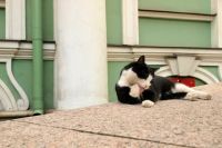 Коты стали жить при дворцах Петербурга 271 год назад.