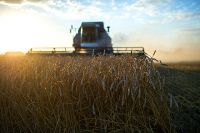 Наша страна стала абсолютным лидером по экспорту пшеницы.