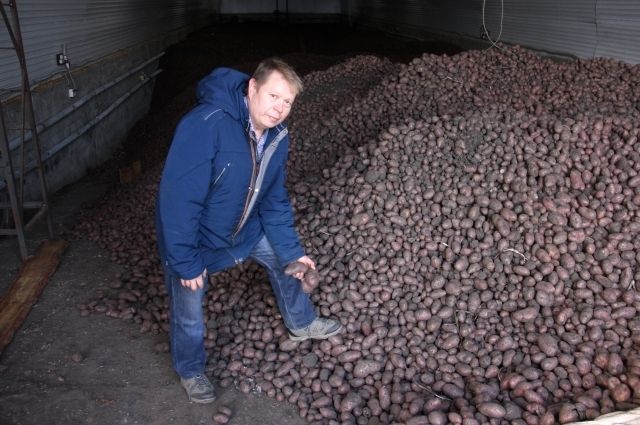 Больше тысячи тонн картофеля собрал этой осенью фермер Скорняков.