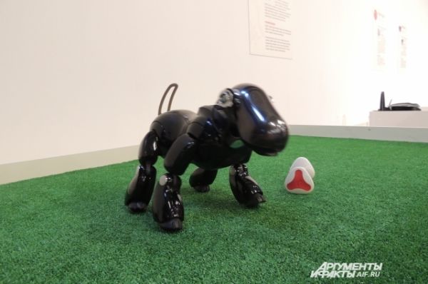 Робот-собака, созданная в 1999 году в Японии, может играть, бегать и реагировать на речь человека.