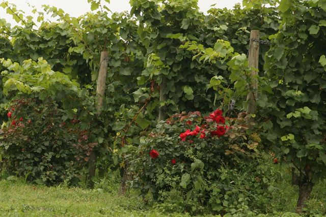 Виноград Дарья — ранние сроки созревания, прекрасный мускат и высокая товарность