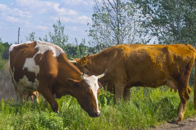 Следующий год в Омской области хотят сделать годом животноводства. 