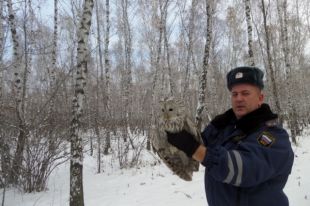 Сову отогрели и выпустили на свободу.