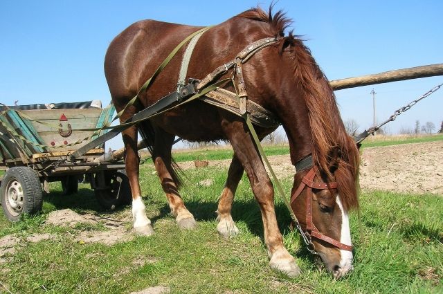 Лошадь - единственный транспорт в некоторых омских сёлах.