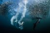 Фотографией года была признана работа «Бег сардин» французского фотографа Greg Lecoeur. Во время миграции сардин вдоль берегов Южной Африки, на них охотятся все морские хищники.
