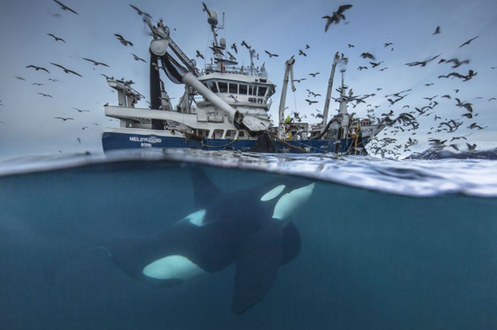 1 место в категории «Дикая жизнь» — работа фотографа из Норвегии. В зимний период на севере Норвегии косяки сельди, перезимовавшие во фьордах, привлекают не только рыболовные суда, но и сотни китов.