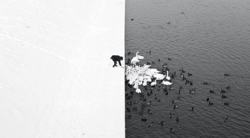 1 место в категории «Монохром» — польский фотограф Marcin Ryczek и его работа «Мужчина кормит лебедей на снегу».