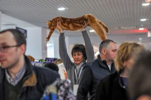 Ради питомца заводчице даже пришлось продать авто.