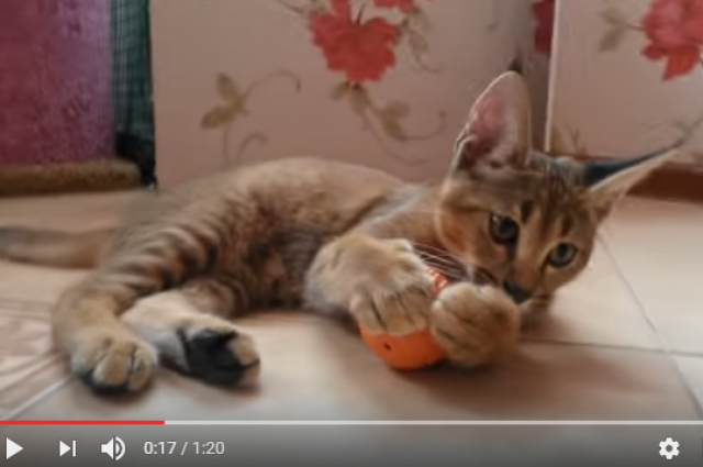 Кошка породы каракет - самая дорогая кошка в мире