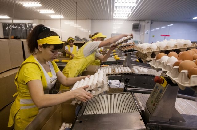 Евсинская фабрика производит миллионы яиц