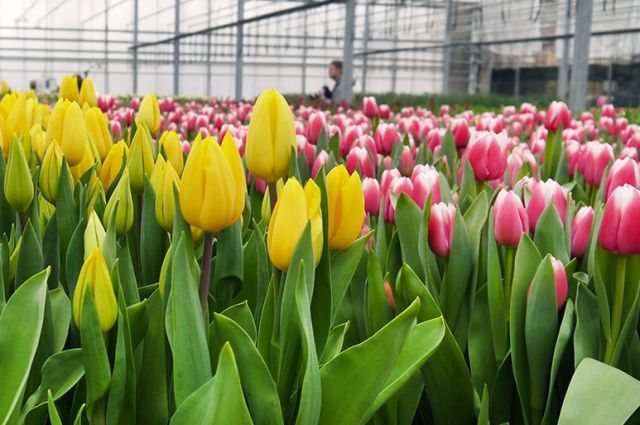 Более 6 тысяч тюльпанов и гиацинтов зацветут весной в ЦПКиО Калининграда.