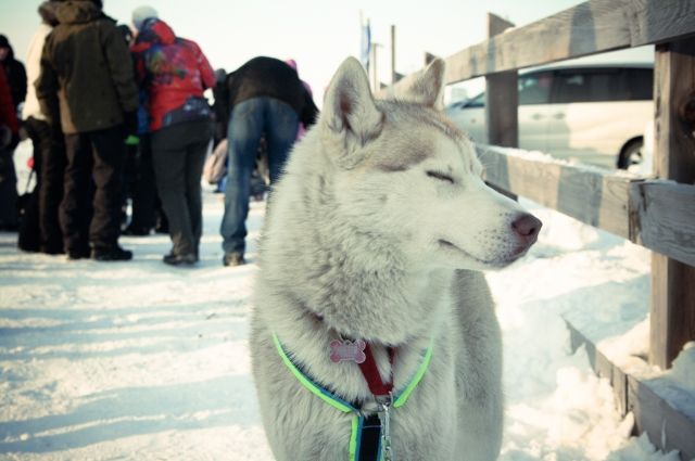 Гонка на собачьих упряжках «Стрела Ульгеня-2016» пройдет в рамках «Алтайской зимовки»