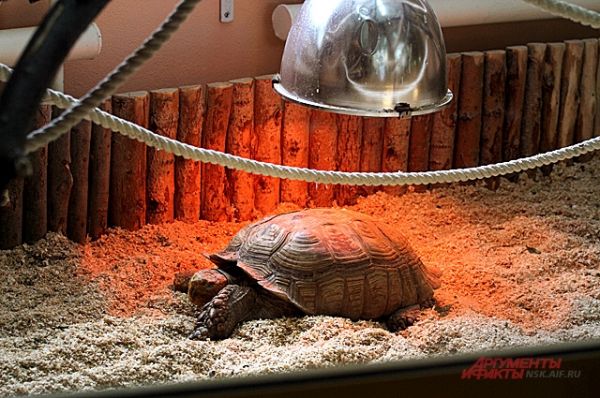 Температура в теплых вольерах поддерживается на уровне +28 градусов. Черепахи любят погреться под лампой. 
