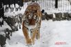 А вот львы и тигры хоть и считаются экзотическими животными, к зимним условиям уже адаптировались и даже в крепкий мороз грациозно прогуливаются по снегу. 