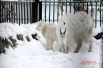 Горные козлы тоже отлично чувствуют себя на морозе. Из-за белосжного наряда издали их почти не заметно .