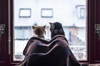 Коты