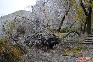 Ствол дерева упал на припаркованный автомобиль