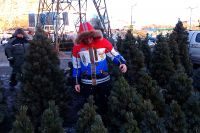 Для новосибирцев привезут более 30 тысяч елок