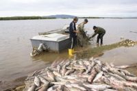 Чтобы восстановить популяцию ценных пород рыб в Югре, потребуется около 25 лет.