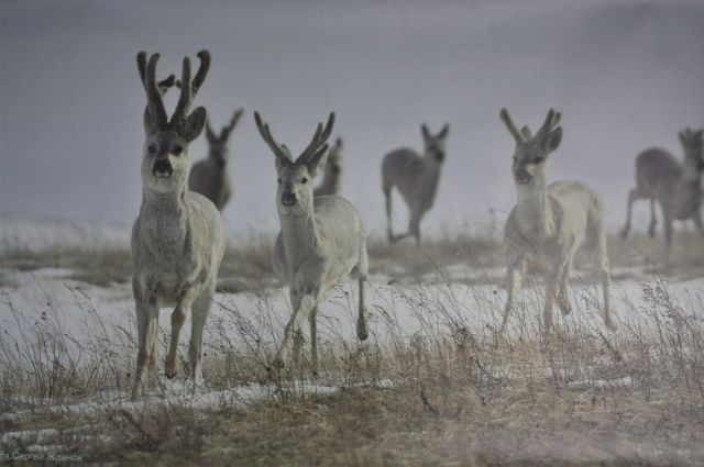 Восемь оленей благородных выпустят в охотничьих угодьях Оренбуржья следующей осенью.