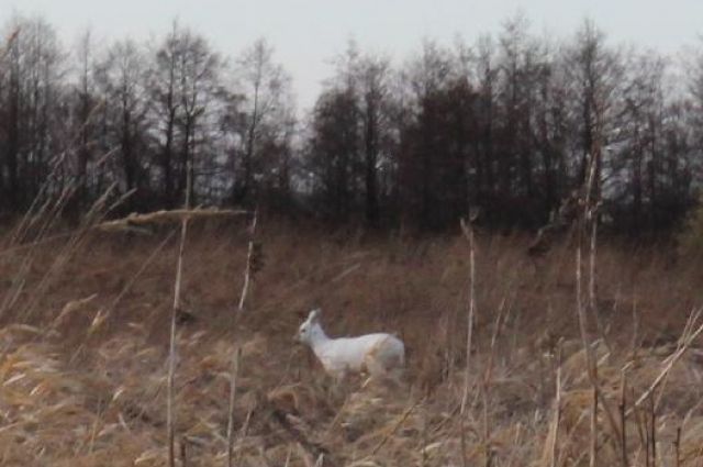 В лесах Калининградской области поселилась уникальная косуля-альбинос.