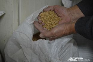 Зерно