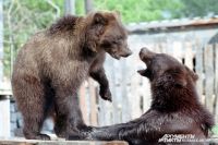 Шорские охотники всегда считали, что медведь понимает человека, и старались его обмануть.