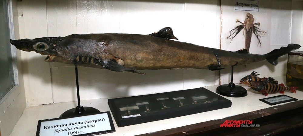 Колючая акула Катран, выловленная в Черном море.