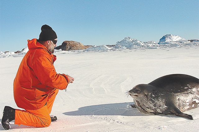 На станции «Прогресс» полярник дружил не только с тюленями, но и с императорскими пингвинами, чья многочисленная колония располагалась в 25 км от станции. 