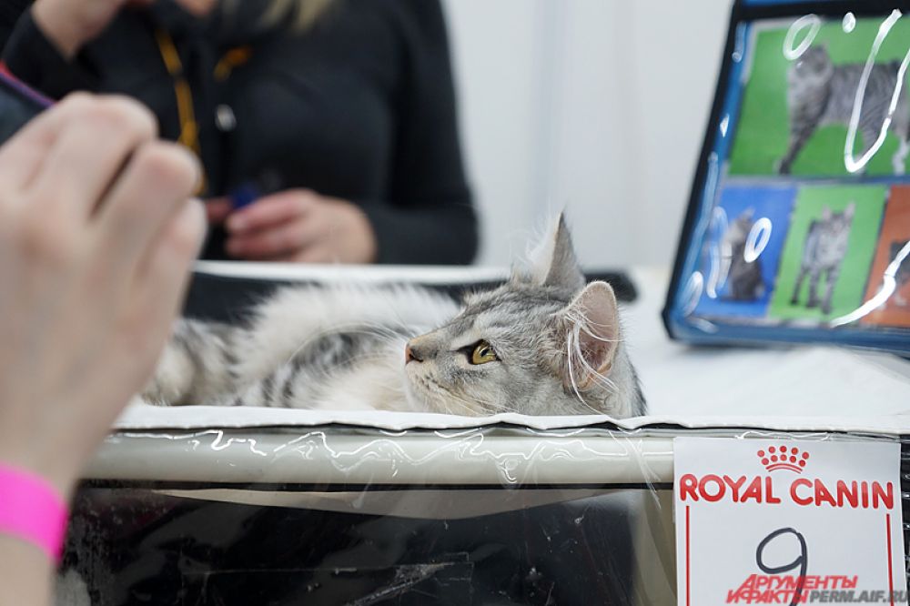 В рамках выставки состоятся WCF-ринги (World Cat Federation), монопородные шоу и аджилити, то есть преодоление кошкой препятствия на скорость.