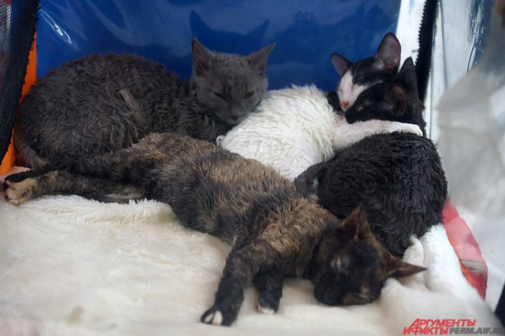 Кошки породы уральский рекс.