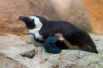 Весной у африканских пингвинов родились два птенца.