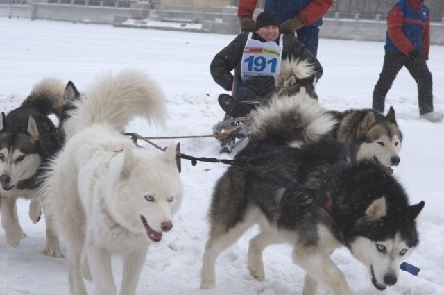 Гонки на собачьих упряжках - одна из фишек отдыха на Урале.
