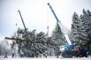 Подготовка к транспортировке главной новогодней ели России, срубленной на территории Истринского лесничества.
