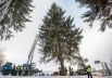 Уже второй год новогоднее дерево отправляют в Кремль из Истринского лесничества.