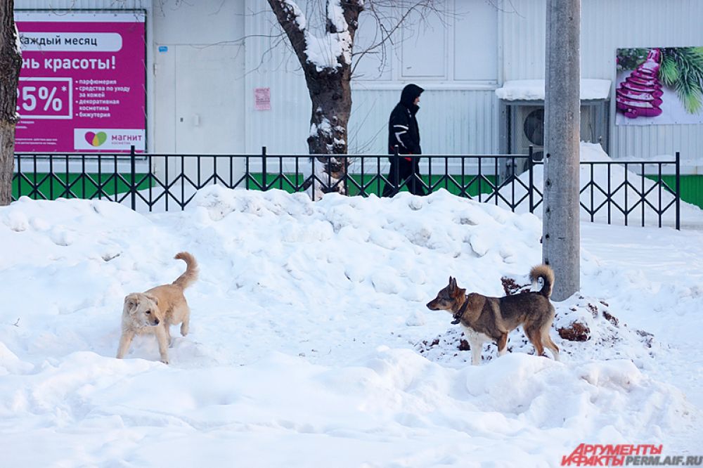 От холода страдают и животные.